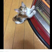 ���Ӱѵ�ů¯���ˣ�����������С��è���������С�����