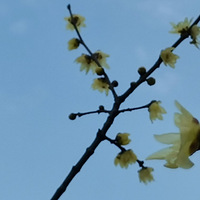 ���ɽ����