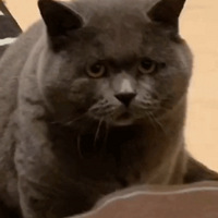 ��ʺ�ٳ������λ����������è��Ȼ����ʶ���ˣ���