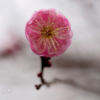 ����÷����֦ͷ