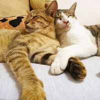 ��ʺ�ټ������ֻ��ÿʱÿ�̶�����ս��ʺ�ټ��ޣ�Ȼ�졣����