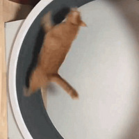 ��ֻ��Ŭ�������ʵ�è������æ���ƶ�����ƻ����㡭