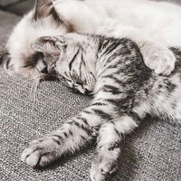 ��ֻè����õ�˯����Ҫͷ��ͷ��������������飬�����ˣ�