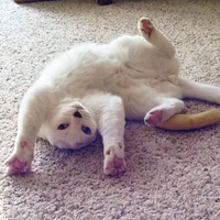 ���������޶���è��ȴ�õ������ջ񣺲����Ҿ���è����è�����ң�