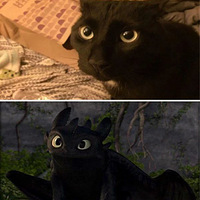 ѱ�������������������ģ��è������ʵ��...