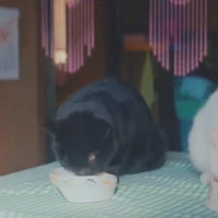 ���̵��ϰ��ȥ���ˣ�������ֻè������������һ���ر�ġ�����