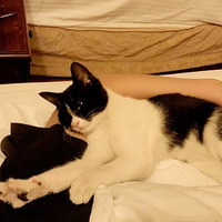 ����ȥ����ס�Ƶ꣬��ҹ����һֻ����è�޽����䣬��������������