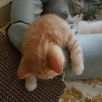 ��ֻС��è˯�ŵ�����̫�ɰ������Ȼ��ˣ�