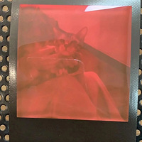 �������̭��è������ʲô�����³���