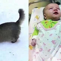 ��ѩ��������Ҳû�м�����ֻ����è������