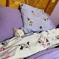 ����Щè��˯�Ļ����㻹��ҹ��