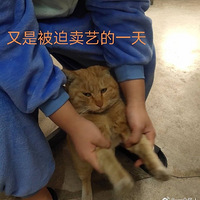 �Ϸ�è��������֮�󣬾���̰��ů�������ٱ�Ϊ����è����