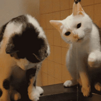 ���Ѱɣ����è�����������㣬����Ը������ؼҹ��꣡