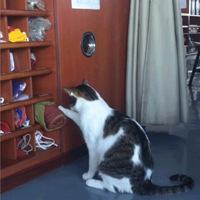 ����Сèȴ�����Ϊ�����ִ��Ϲ��������Ǵ�è�ϴ��������