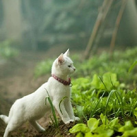 �ڲ�԰����ˣ��Сè�䣬�������ø߼������ôһ�ĺ�˲��������