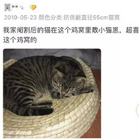 ���ڶ����ͷ�ϣ����ּ��ﶪ�˵�è�ѣ�