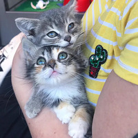 ��ֻ����Сèͬʱ�����𣬾�Ȼ���˱��������׵ĺý��ã�