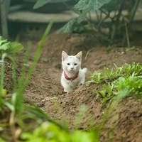 è�����ա������ػ���԰�ӵ�Сè�䡷