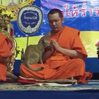 ɮ������ʱ��è��Ρ�ɧ�š���û�뵽����������Ľ�֡���