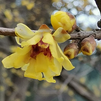 ֲ��԰����