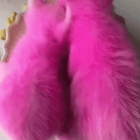 ������ʮ��Ǯ��èȾ���˷ۺ�ɫ����ÿ�����