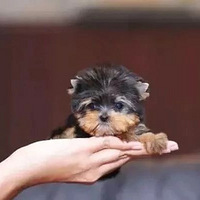 豭Ȯǿɰı󣬲޾ᡭ