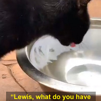 ��è���Բ��Ȳ�˯����������Ϊè������ ����ҽ�����ǵģ�