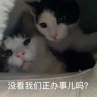 ��ֻèͻȻ�����ˣ������������̺�����������¡�