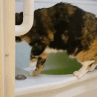 ϴ��ˮ����Ī������ı��٣��������ѷ���ԭ����è��