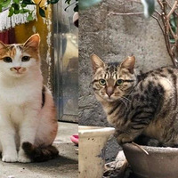 װ�޵�ɰ����è�ǵ��ɾ޴�èɰ�裬ʩ��ʦ��������ɵ���ˣ�