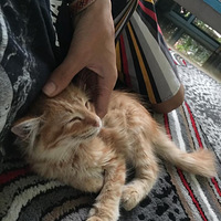 �����˸������飿ֻ�ǲ����ױ��ﰮ���ѣ�