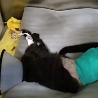 ��������������ȵ�С��è��ȴ����ˡ�������������̬��