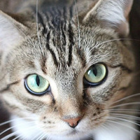 ��׼�����ӵ����ҵ�è���Ұ��������ҽԺ����