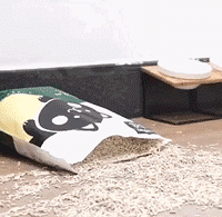 ���޸���֮����Сè�䣬��Ȼ�����ĵĲ�ʺ�١�