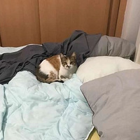 ����è��ɴ���ӻ���ֱ�ӽ����ɴ��Ͽ������ѣ����Ѳ�����ޣ�ֻ��