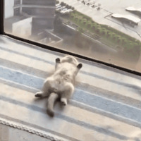 ��ʺ��Ŭ��������������Ϊ����è�����Լ���Ҫ�����