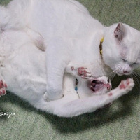 ��������è���ˣ�������ʿ����