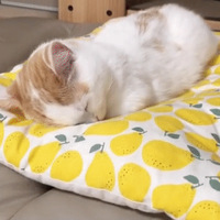 ˵����ֻè�ǲ��Ƿż��ڼҵ��㣡