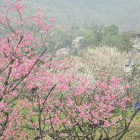 Enjoy Your Spring Festival Vac