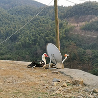 ����һֻ��į�ֹ¶�����Ѽ