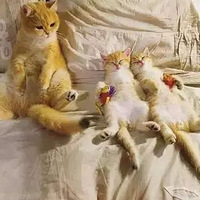 ��ֻè������Ƥ��˯����è����ò����װ����Ǻ�˯�ź󡣡���