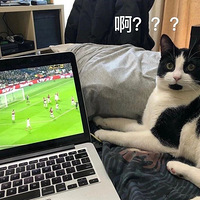 ��ʺ��ͻȻ�������裬è��һ���±ơ�����Цʺ��