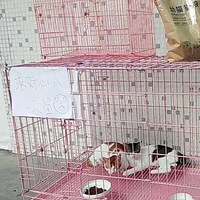 ��Ϧҹ��ıɱ�˶���ֻ��è��