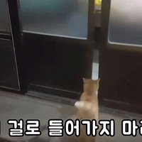 ��ϲ��è�Ĵ��壬ȴ���������ιè���������ȴ��һ�Ѵ��ٰ�ռ��