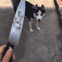 ����һ���ɳ��è��������������������ɳ����...