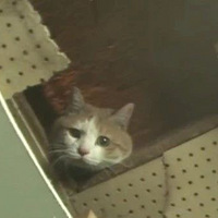 �������ǽ����ֻ"����è"���ھӶ���Ц���������ǽ���ջ�һ