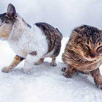 ����ʮ���ȵı��������죬����è�ǵ������Ȼ�������ģ�