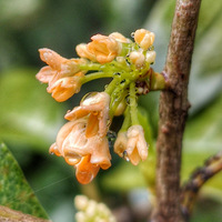 ���³�����