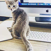 ��Ӱʦ������è��ȴ��һֻС��è��û�뵽���˾ʹ˱��ı䣡