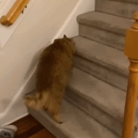 �������˼�����͵�è����è�Գɻ��Ͳ�����ȲμӼ��ʼƻ���